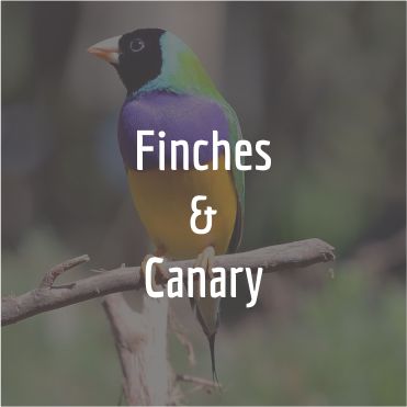 Finche and Canary