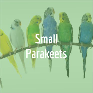 Small Parakeet