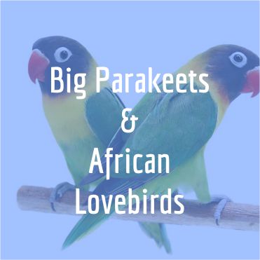 Big Parakeet and African Lovebird
