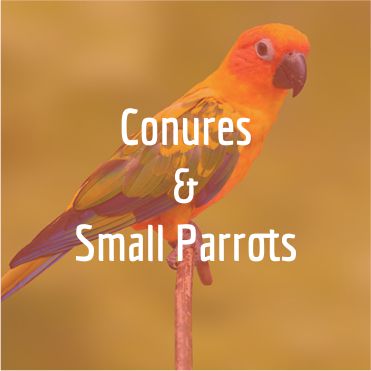 Conure and Small parrot