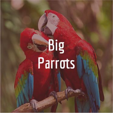 Big parrot